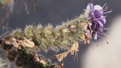 Phacelia crenulata minutiflora