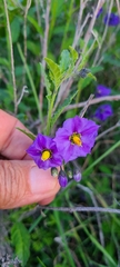 Solanum parishii
