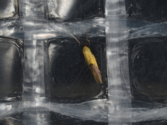 Opogona protodoxa