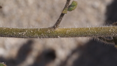 Phacelia crenulata minutiflora