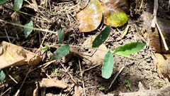 Oplismenus compositus