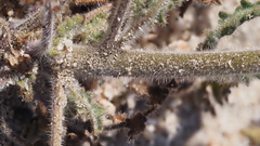 Phacelia crenulata minutiflora