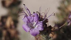 Phacelia crenulata minutiflora
