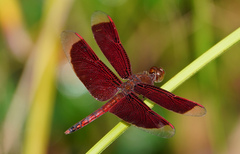 Neurothemis
