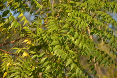 Azadirachta indica