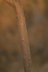 Azadirachta indica