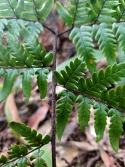 Dryopteris sordidipes