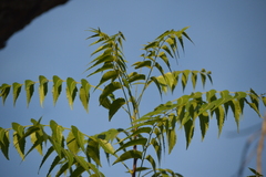 Azadirachta indica