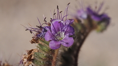 Phacelia crenulata minutiflora