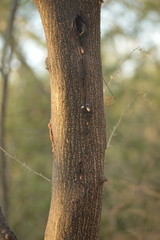 Vachellia farnesiana