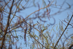Vachellia farnesiana