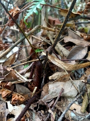 Dryopteris sordidipes