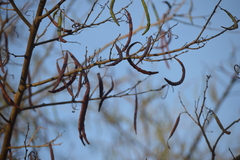 Vachellia farnesiana