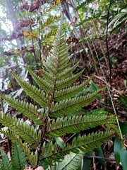 Dryopteris sordidipes