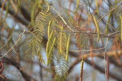 Vachellia farnesiana