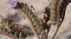 Phacelia crenulata minutiflora