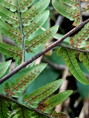Dryopteris sordidipes