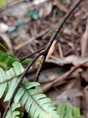 Dryopteris sordidipes