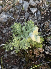 Lomatium dasycarpum