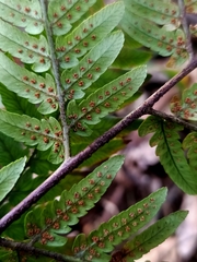 Dryopteris sordidipes