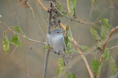 Polioptila caerulea