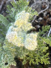 Lomatium dasycarpum
