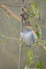 Polioptila caerulea