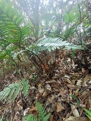 Dryopteris sordidipes
