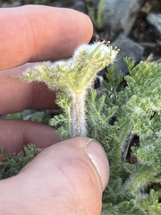 Lomatium dasycarpum