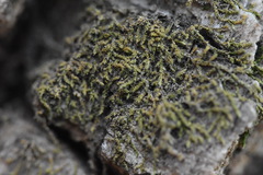 Venturiella sinensis