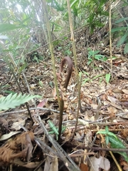 Dryopteris sordidipes