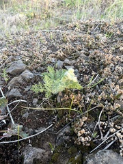 Lomatium dasycarpum