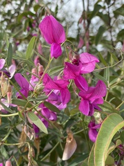 Lathyrus vestitus alefeldii