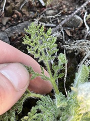 Lomatium dasycarpum