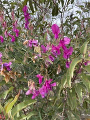 Lathyrus vestitus alefeldii