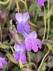 Collinsia sparsiflora