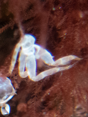 Ischyroceridae