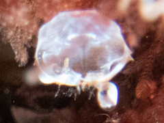 Daphnia