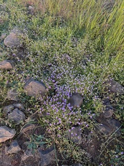 Collinsia sparsiflora