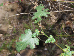 Sphaeralcea rusbyi