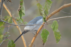 Polioptila caerulea