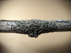 Phaeophyscia ciliata