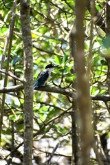 Todiramphus sordidus