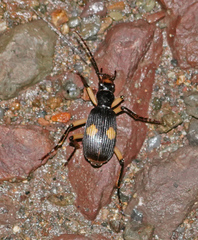 Pheropsophus