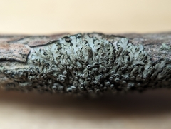 Phaeophyscia ciliata