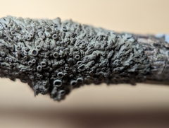 Phaeophyscia ciliata