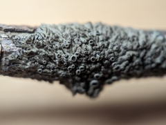 Phaeophyscia ciliata