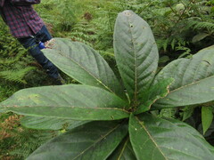 Aniba robusta