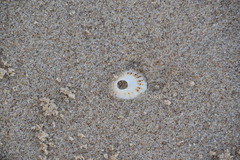 Scutellastra peronii