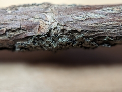 Phaeophyscia ciliata